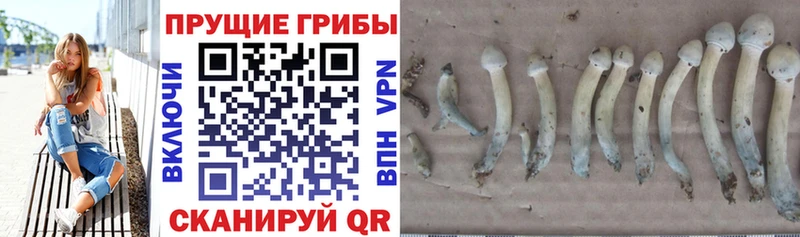 мориарти наркотические препараты  Бор  Псилоцибиновые грибы прущие грибы  где можно купить  